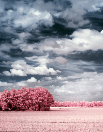 Landscape false colour infrared photograph of a cluster of trees in Arnhem, Netherlands, 750nm