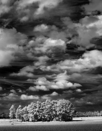 Black and white infrared photograph of a cluster of trees in Arnhem, Netherlands, 750nm